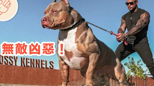 比特犬vs猴子视频直播,为什么我劝你先别急着站队,看完这篇再决定要不要打赏 比特犬vs猴子视频直播,为什么我劝你先别急着站队,看完这篇再决定要不要打赏