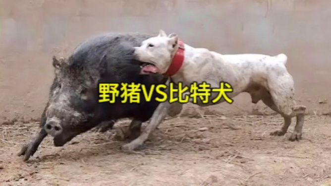 比特犬vs野猪视频直播,一场不该被围观的生死局 比特犬vs野猪视频直播,一场不该被围观的生死局